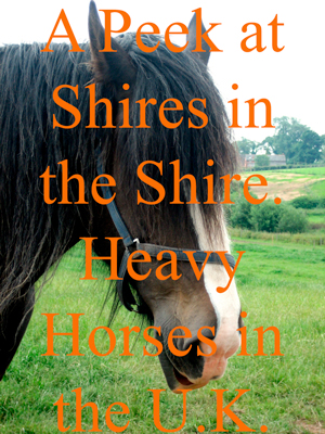 A Peek at Shires in the Shire. Heavy Horses in the U.K.