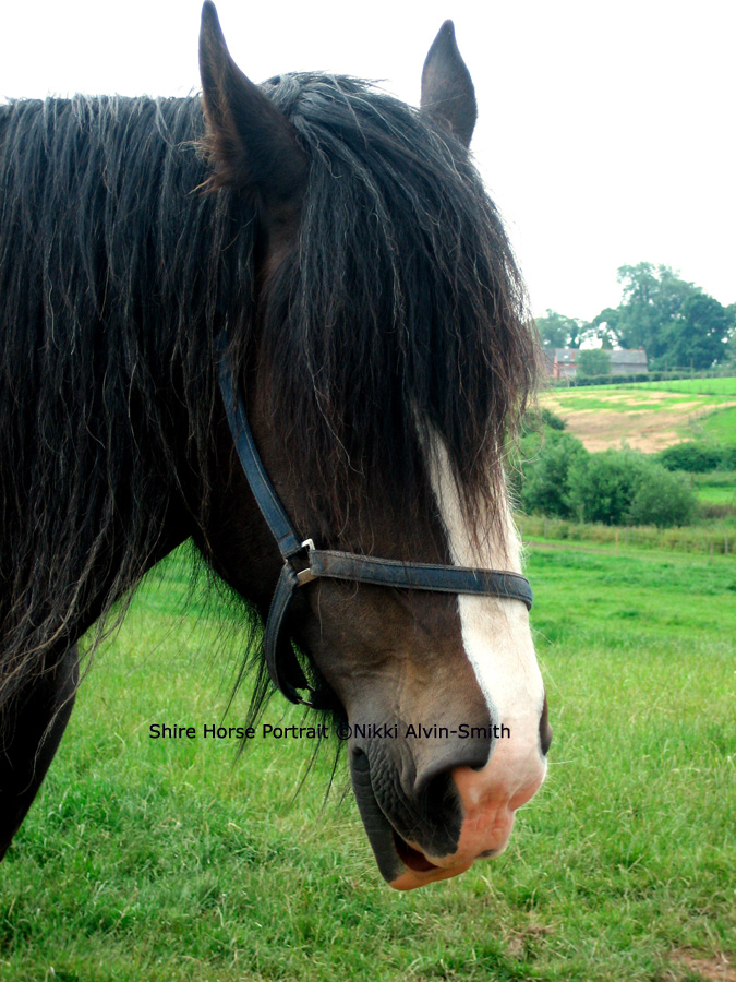 Shire Horse Portrait