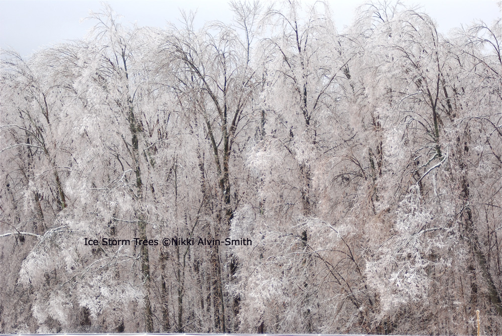 Ice Storm Trees