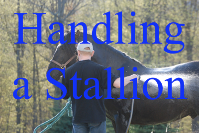 Handling a Stallion
