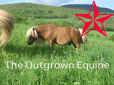 The Outgrown Equine