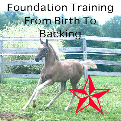 Foundation Training From Birth To Backing
