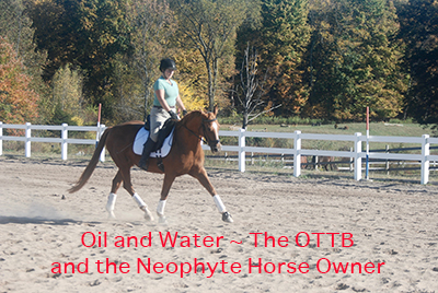 Oil and Water ~ The OTTB and the Neophyte Horse Owner 