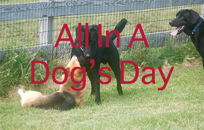 All In A Dog s Day