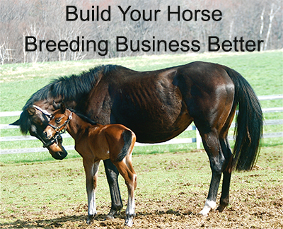 Build Your Horse Breeding Business Better 