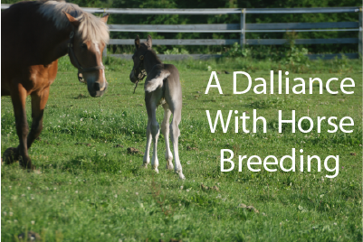 A Dalliance With Horse Breeding