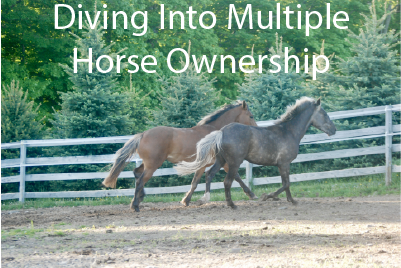 Diving Into Multiple Horse Ownership
